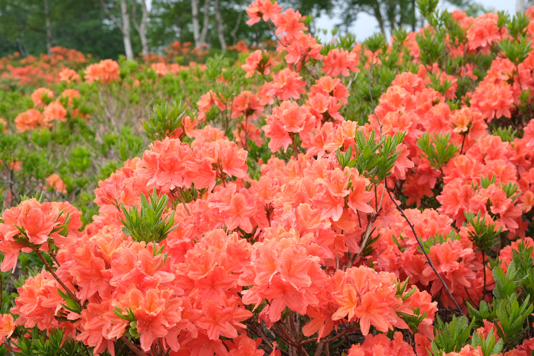 OZE-HOSHISORA GLAMPING&CAMP RESORT